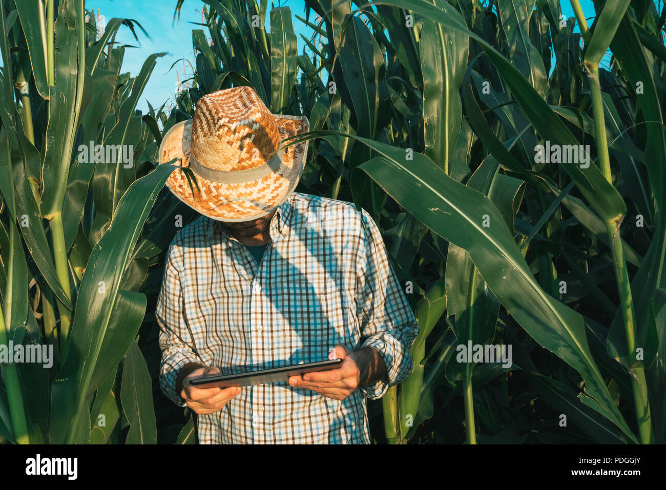 Farmer agronomist with tablet computer in corn crop field, serious ...