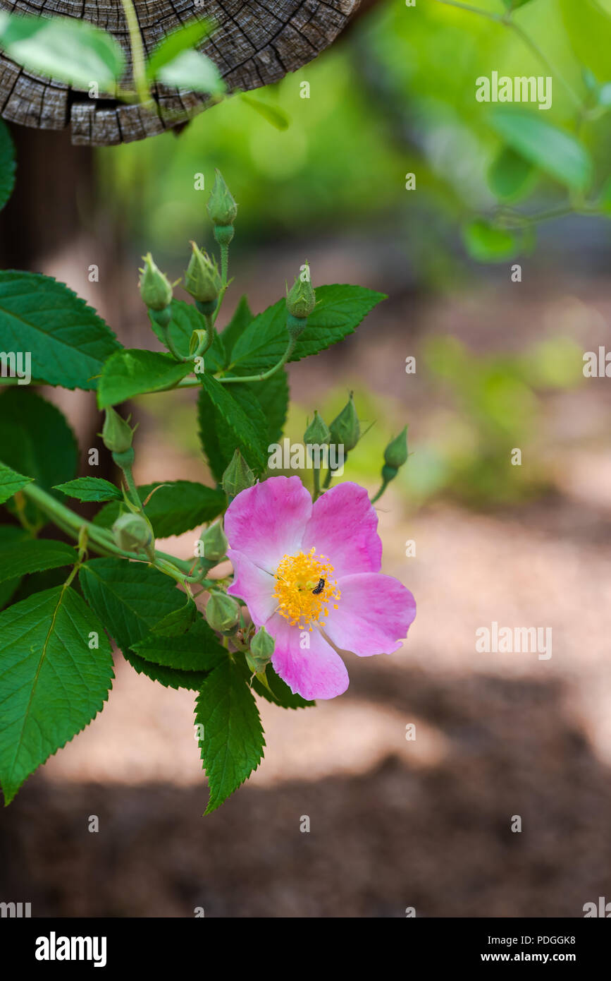 Prairie rose hi-res stock photography and images - Alamy