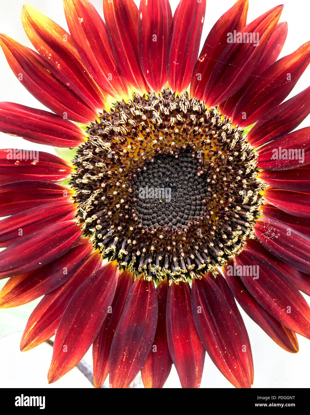 Red sun sunflower hires stock photography and images Alamy