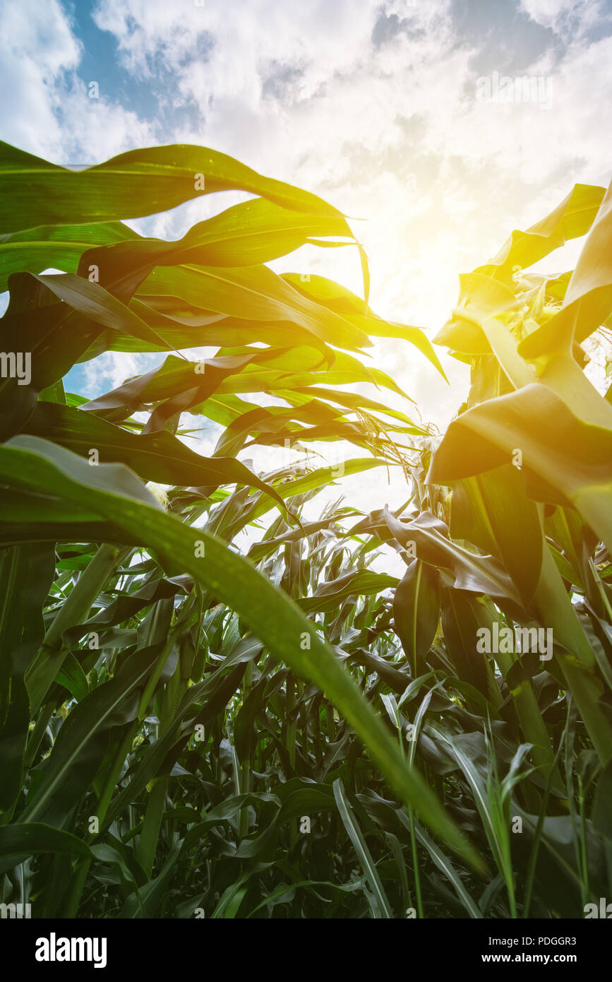 Low angle view of maize crops with sunlight beaming through leaves Stock Photo