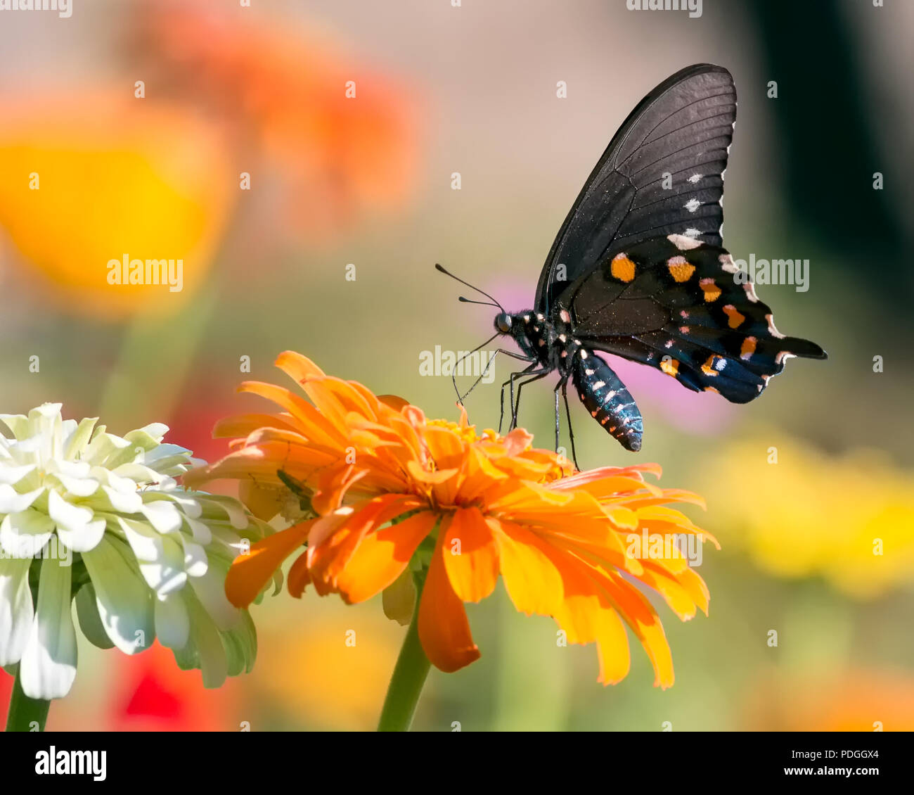 Pipevine Swallowtail Butterfly Stock Photo