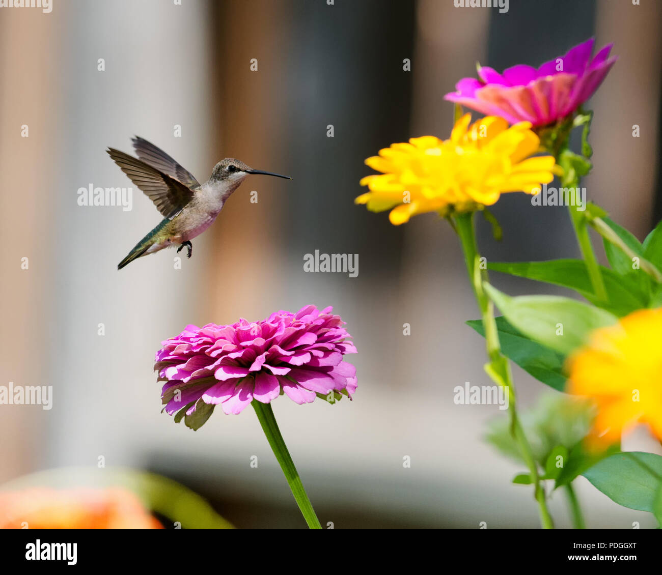 Hovering Hummingbird in Fron tof Three Zinnia Flowers Stock Photo