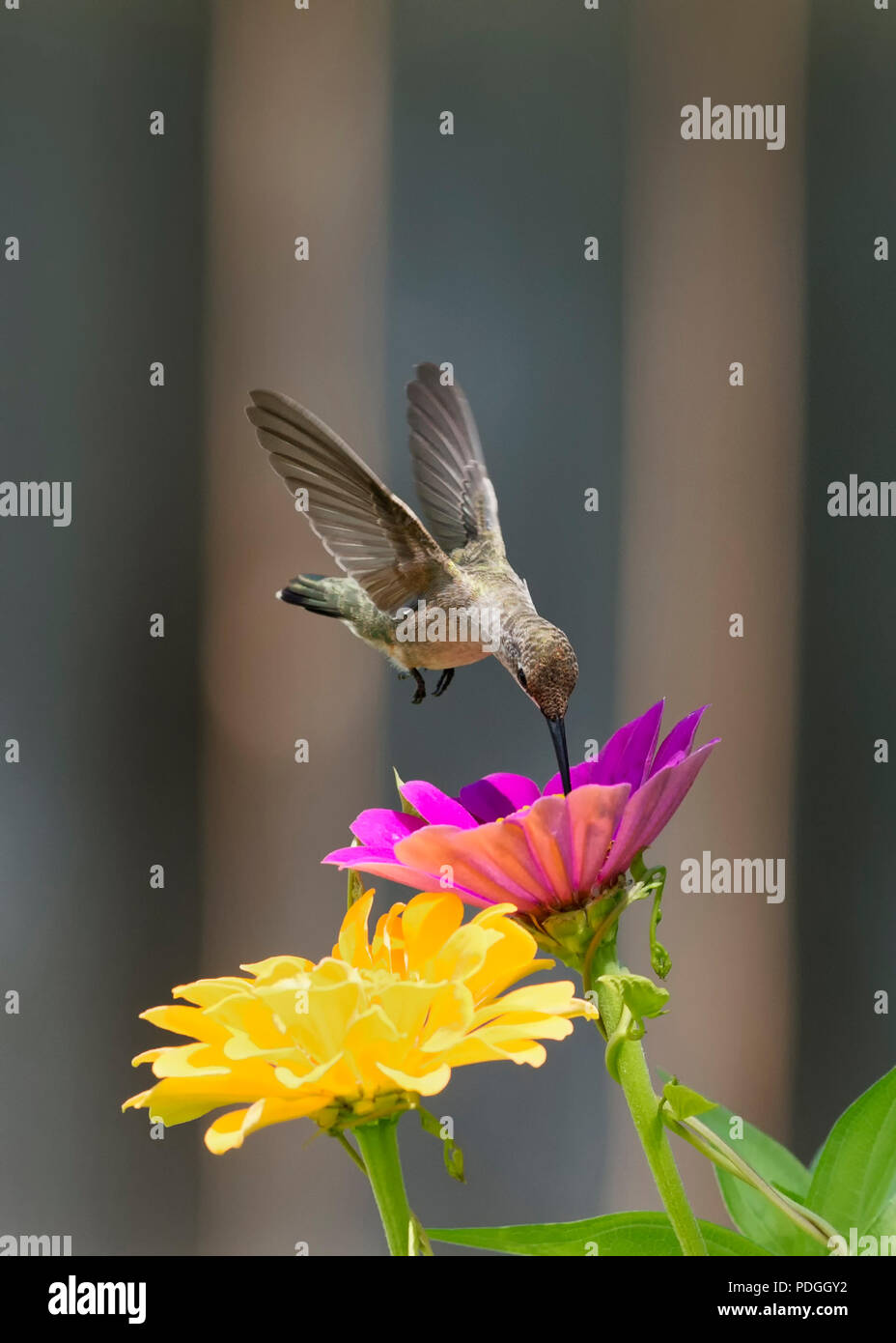 Hovering Humingbird above Pink and Yellow Zinnias Stock Photo