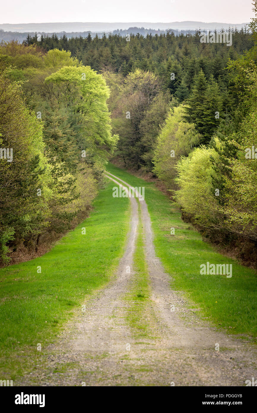 Road leading into the forest. Stock Photo
