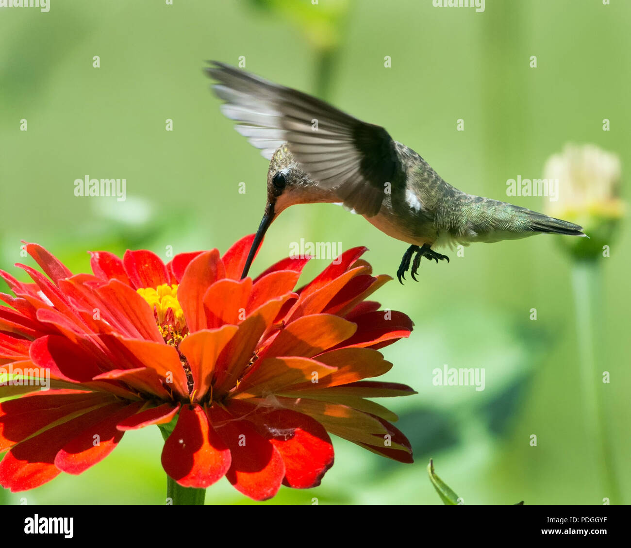Closeup of Hummingbird Feeding on Red Zinnia Flower Stock Photo
