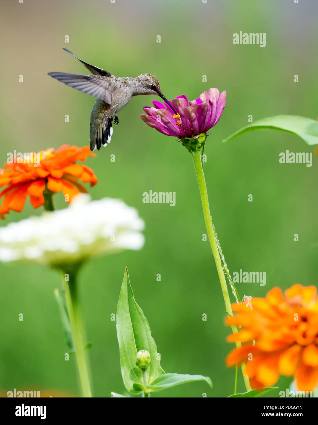 Hummingbird Feeding on Pink Zinnia Flower Stock Photo