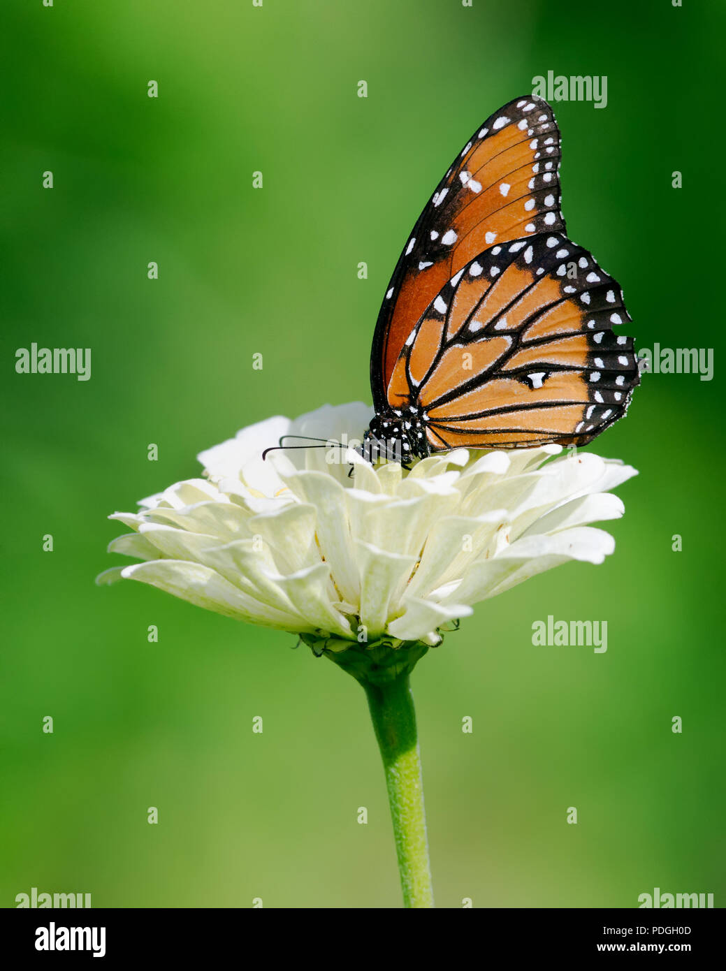 Queen Butterfly feeding on White Zinnia Flower Stock Photo