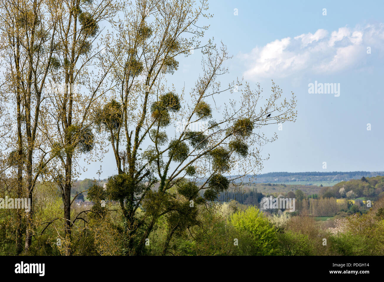 Mistletoe (Viscum album) an obligate stem hemiparasite on trees in early spring. Stock Photo