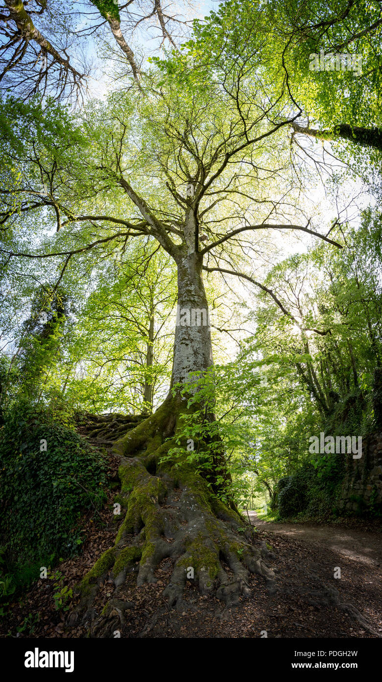 Low angle view Stock Photo