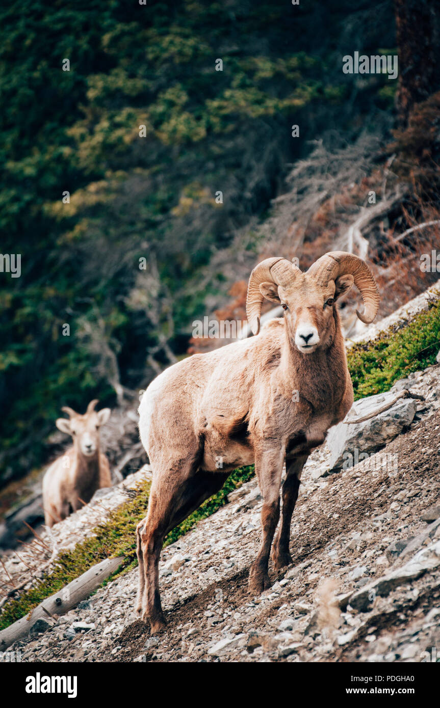 Big Horn Sheep in Jasper National Park, Alberta Canada Stock Photo - Alamy