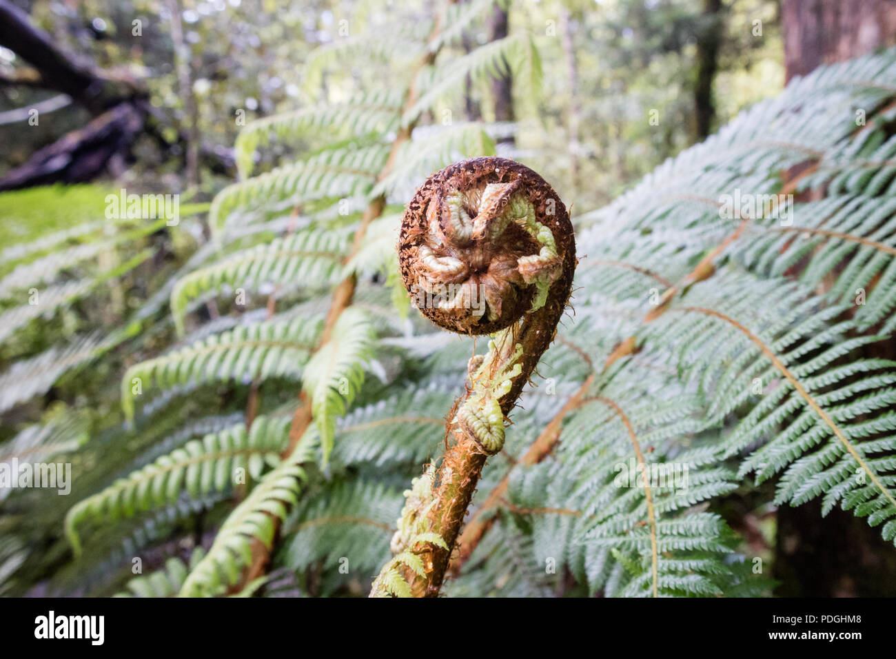 Young green fern in New Zealand Stock Photo