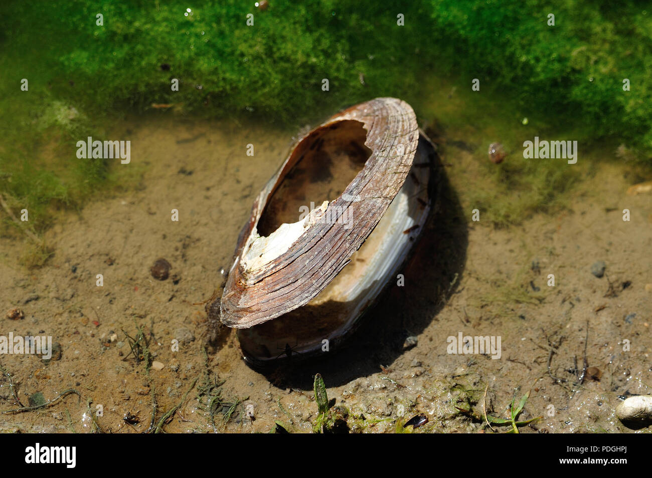 empty freshwater mussel shell at edge of pond Stock Photo