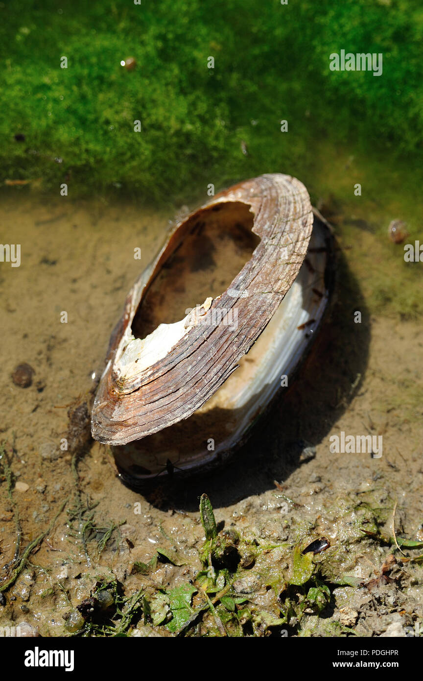 empty freshwater mussel shell at edge of pond Stock Photo