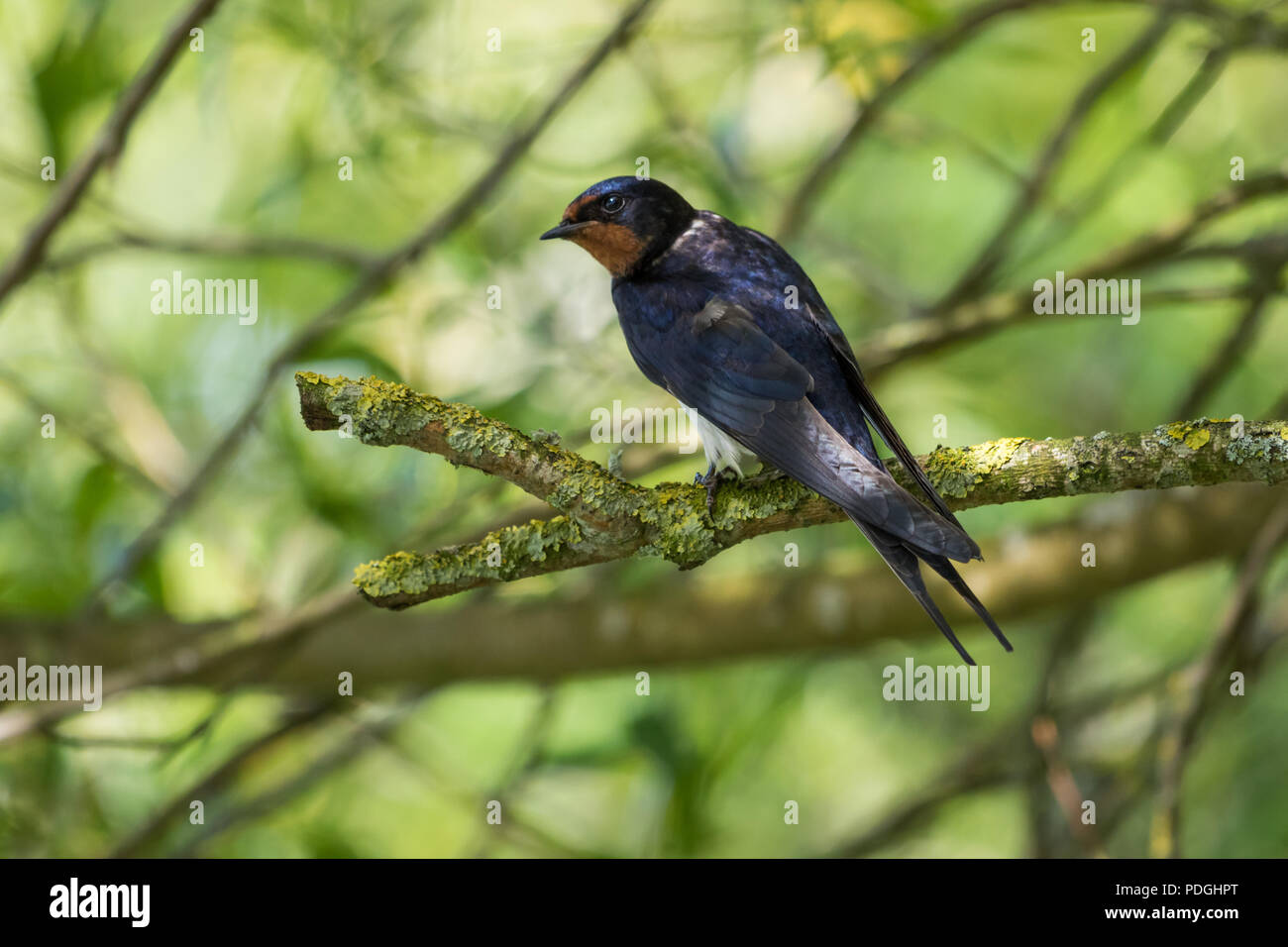 Swallow (Hirundo rustica) on tree branch glancing to the side. Blue/bluish with pale underparts and red throat. Stock Photo