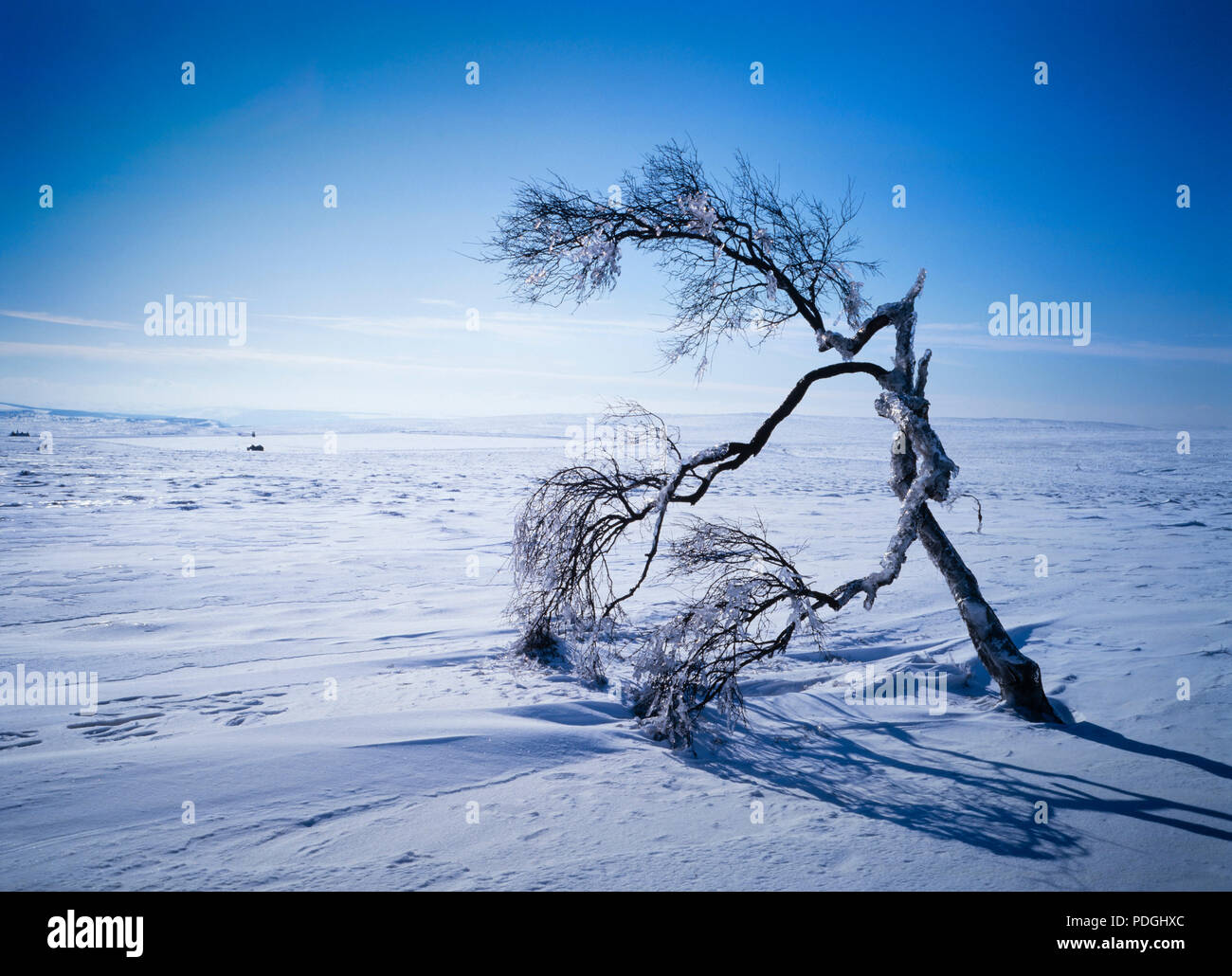 A windswept, ice-covered bare lone tree in midwinter on Totley Moor, Derbyshire, near Sheffield. Stock Photo
