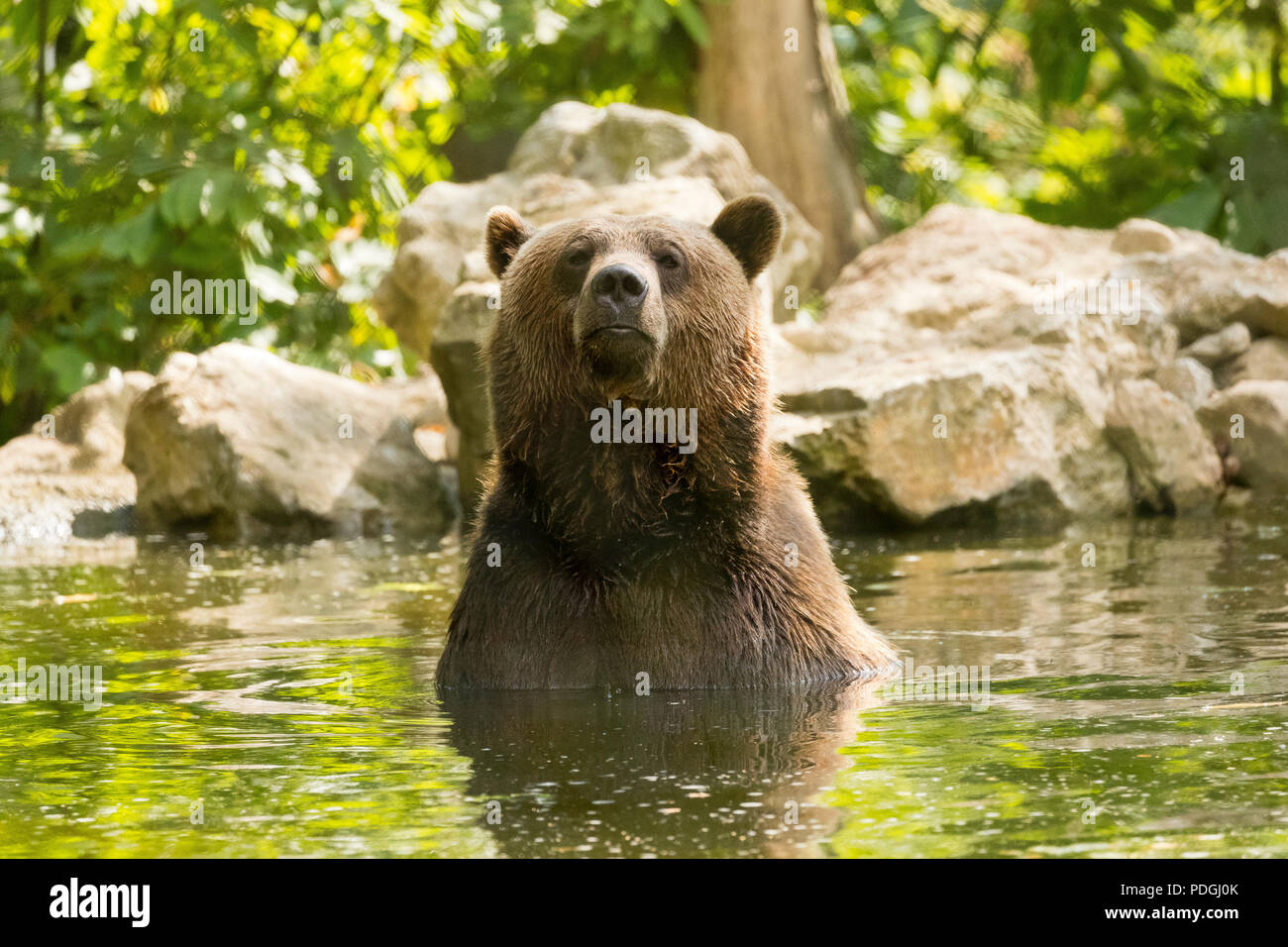 European Brown Bear ( Ursus arctos arctos ) In Water Stock Photo - Alamy