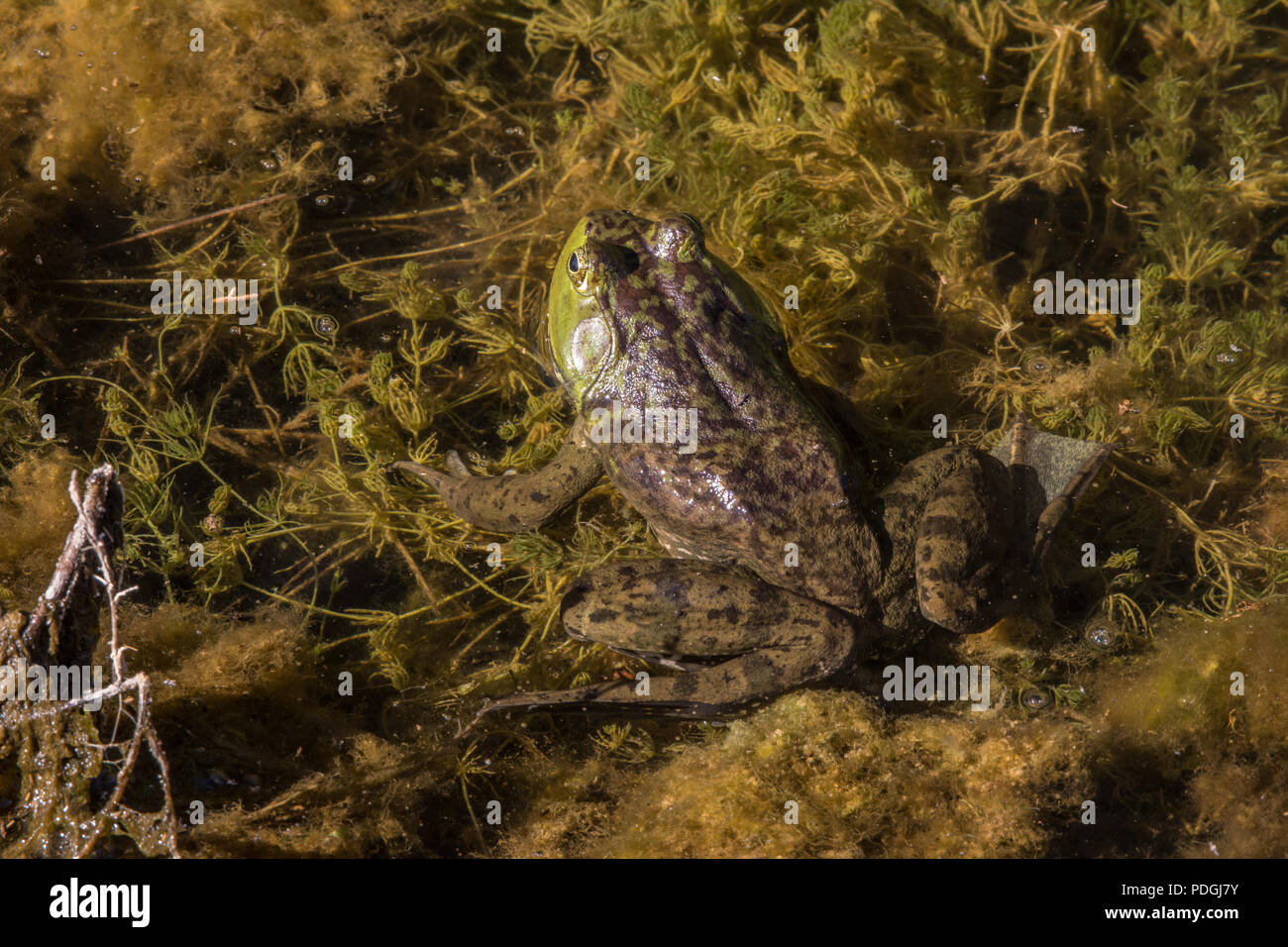 American Bullfrog (Lithobates catesbeianus) from Otero County, Colorado, USA. Stock Photo