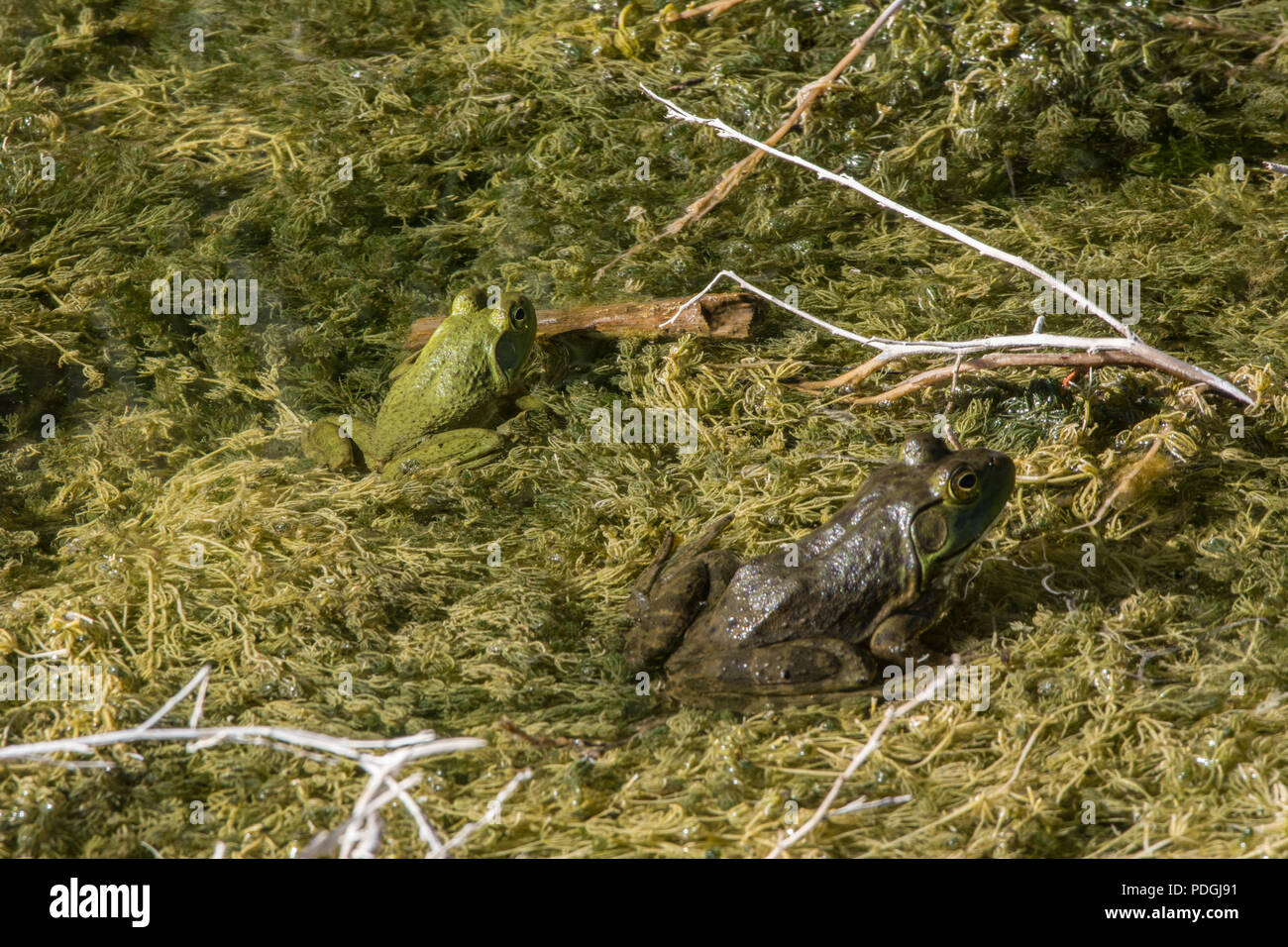 American Bullfrog (Lithobates catesbeianus) from Otero County, Colorado, USA. Stock Photo