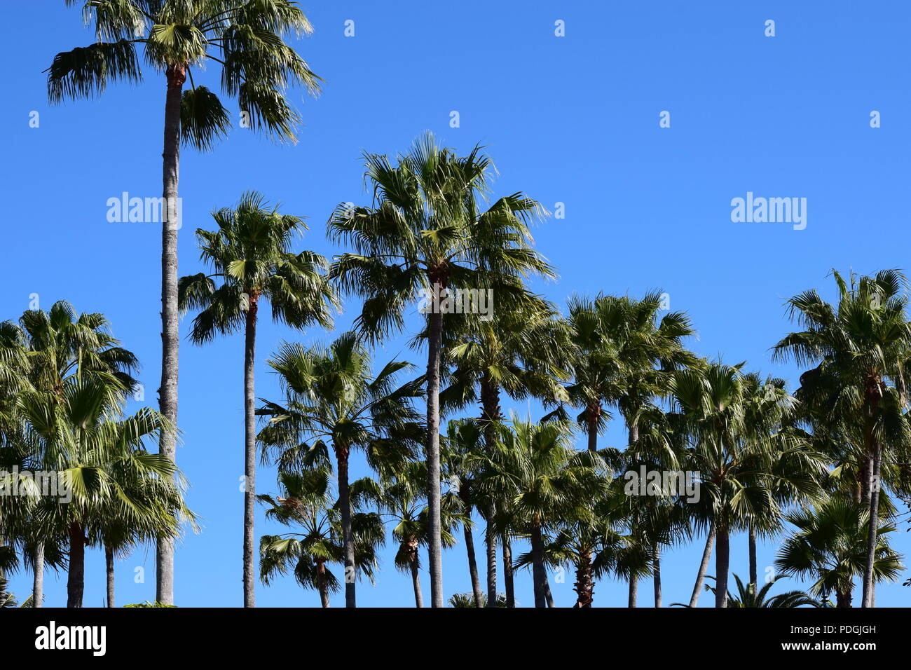 Many palm trees with a beautiful blue sky Stock Photo - Alamy