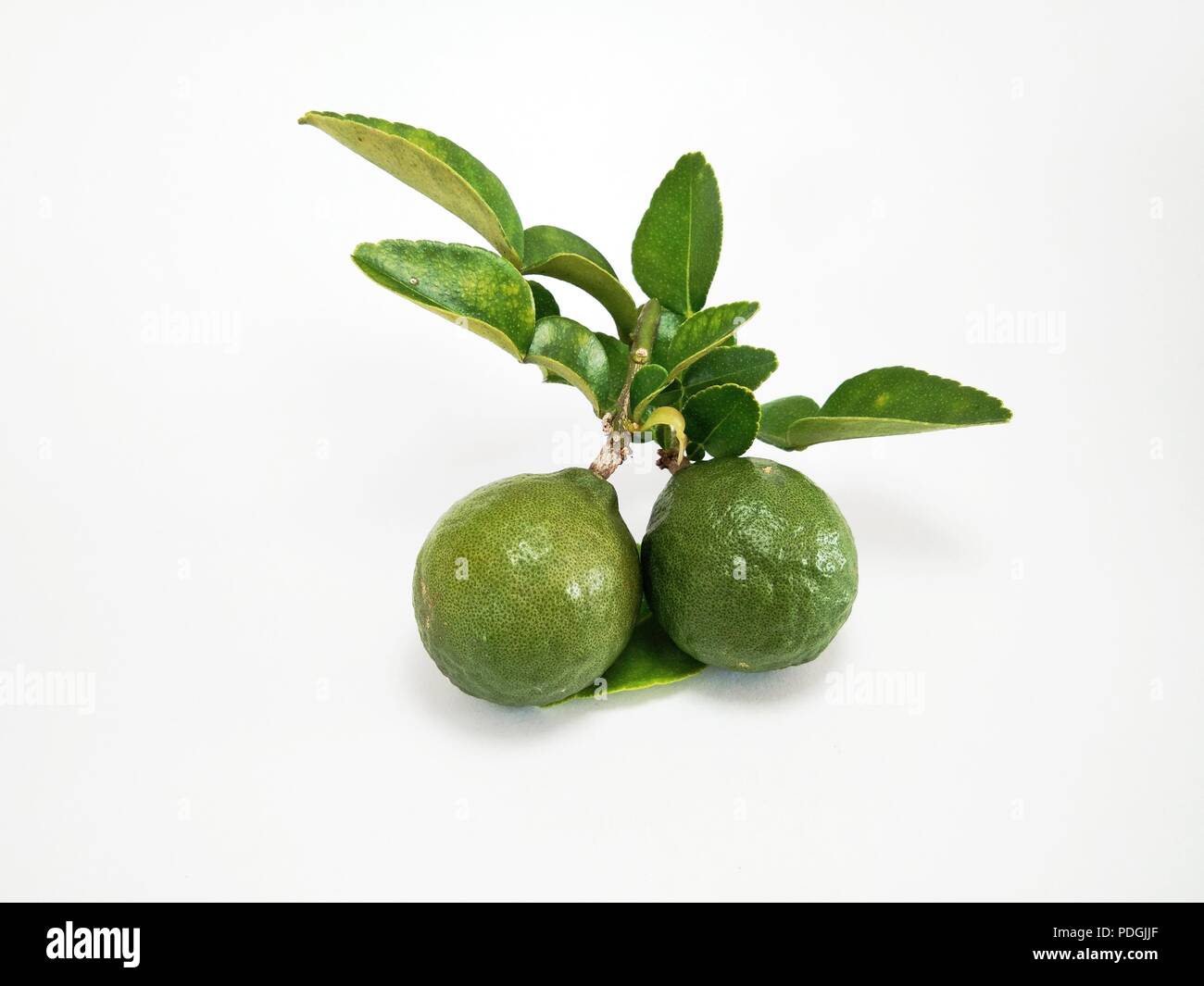 Kaffir lime fruits hi-res stock photography and images - Alamy