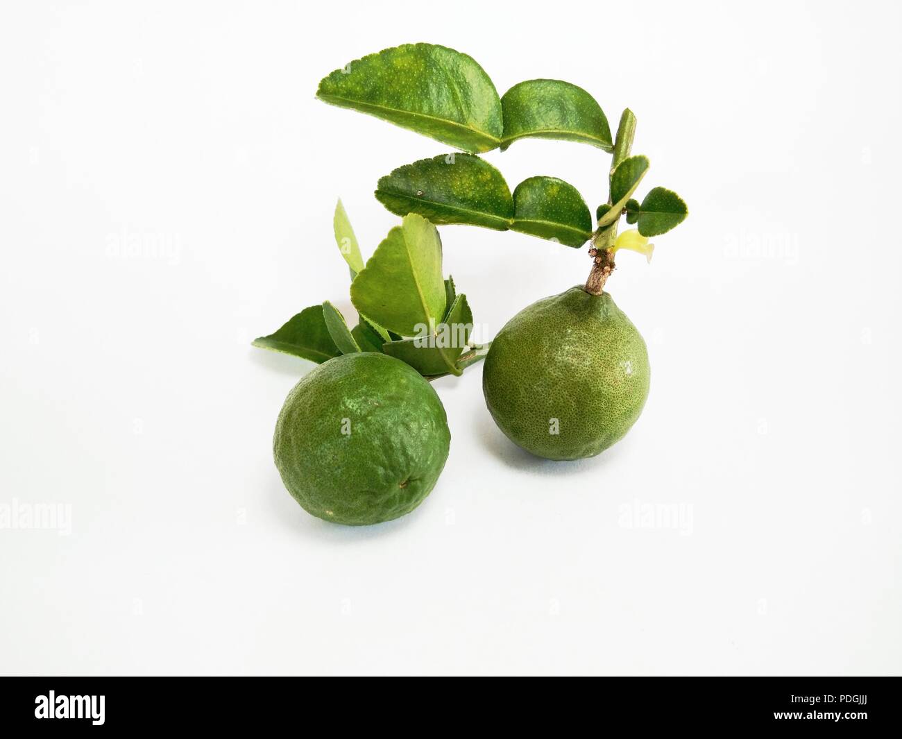 Kaffir lime fruits hi-res stock photography and images - Alamy