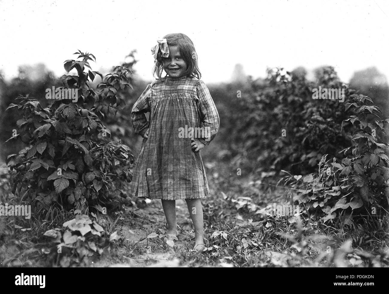 Laura Petty, a 6 year old berry picker on Jenkins Farm. I'm just beginnin'. Licked two boxes yesterday, June 1909 Stock Photo