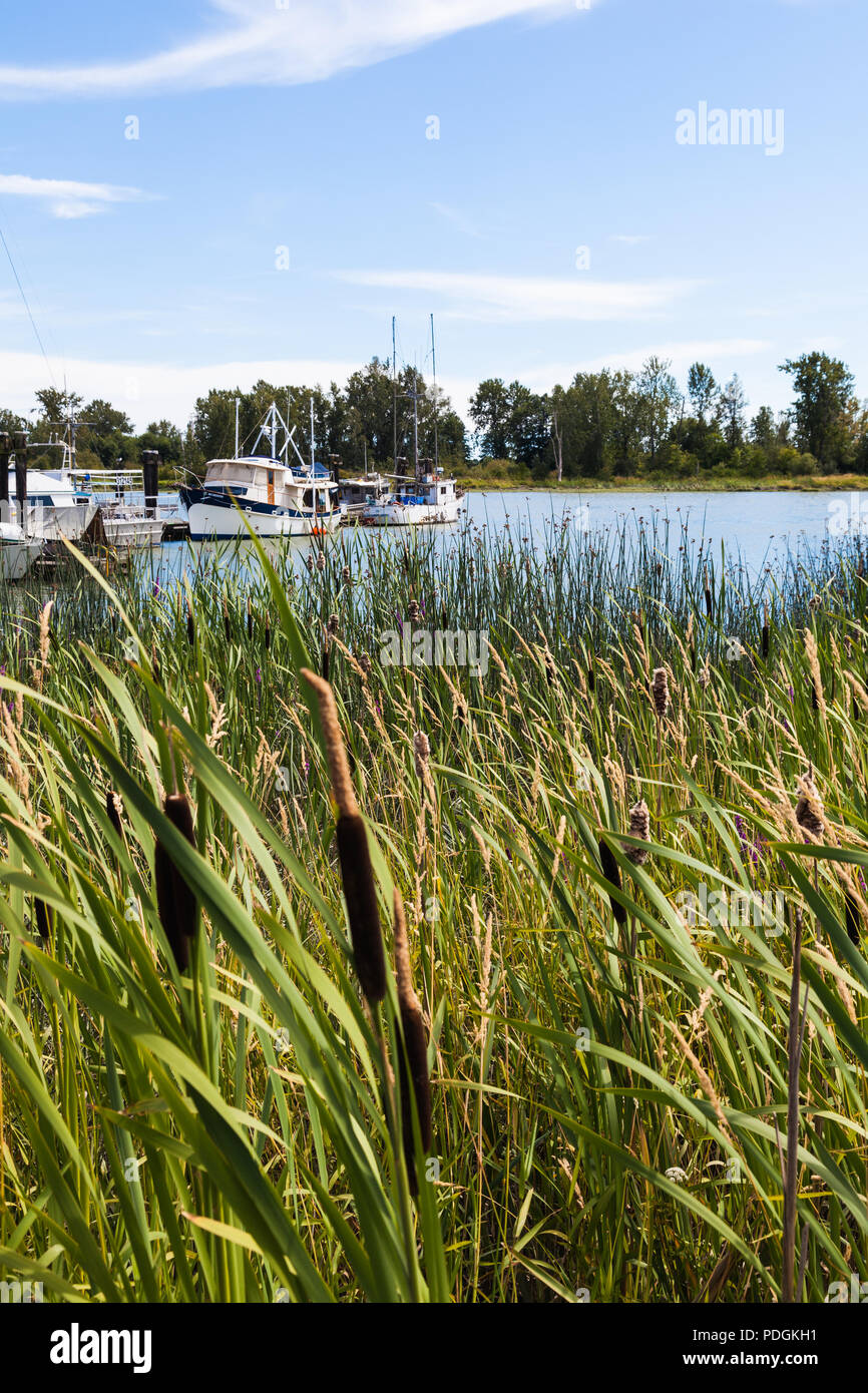 Bulrushes growing on the banks of the Fraser River in Steveston