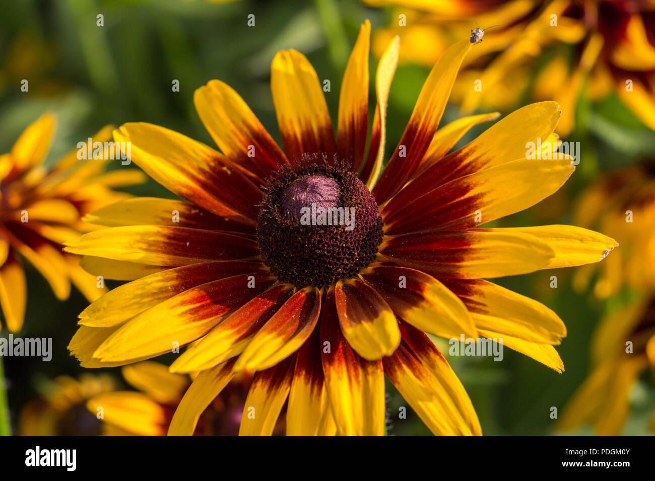 Yellow Flower closeup at Gatineau Stock Photo