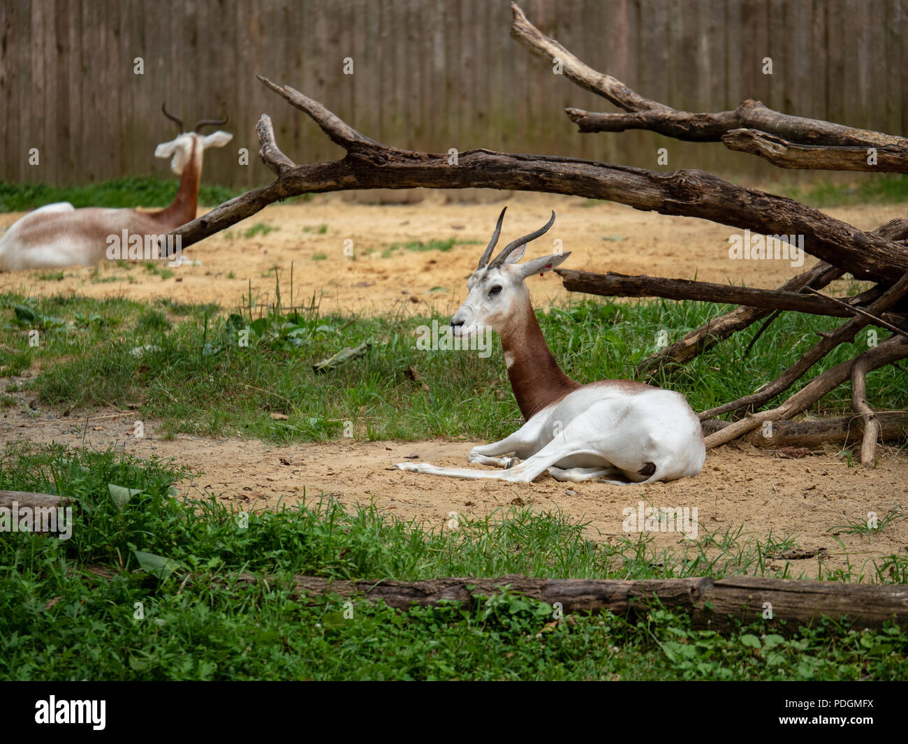 Critically endangered dama gazelle nager dama rests in a zoo enclosure  Stock Photo
