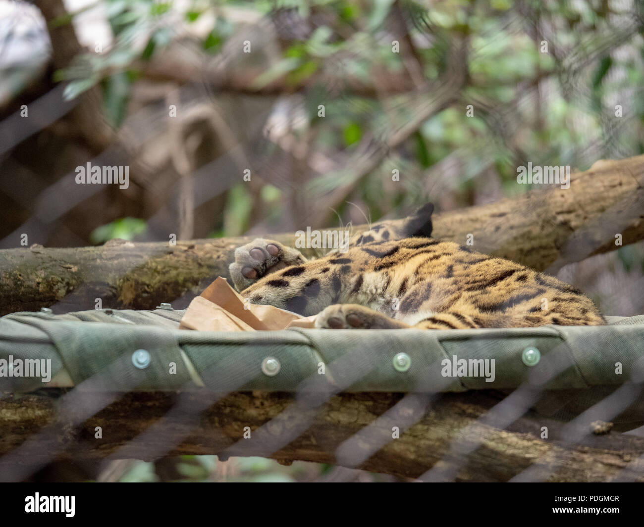 Clouded leopard Neofelis nebulosa sleeps inside of a enclosure at a zoo exhibit  Stock Photo