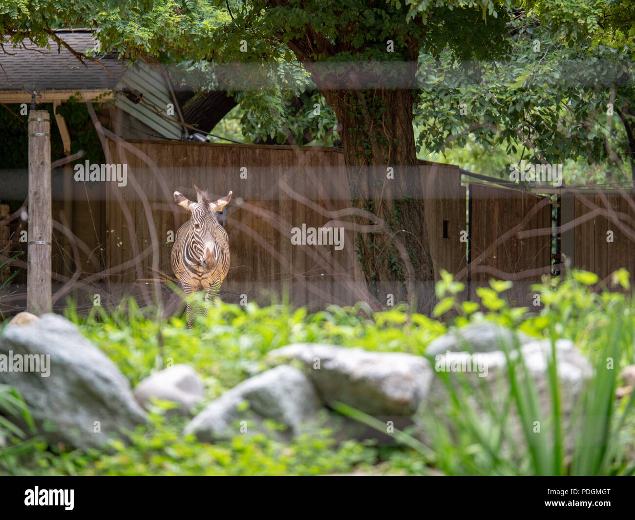 Grevy s zebra equus grevyi , an endangered species, stands inside a fence at a zoo exhibit  Stock Photo