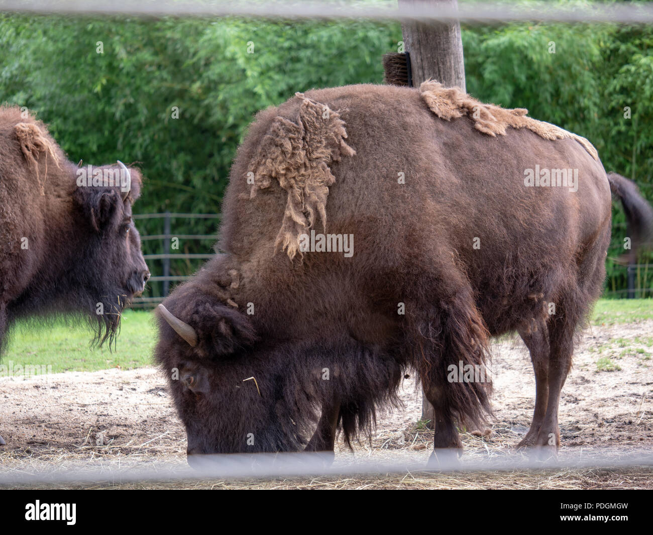 American bison Bison bison with overgrown fur coat grazing inside fence Stock Photo