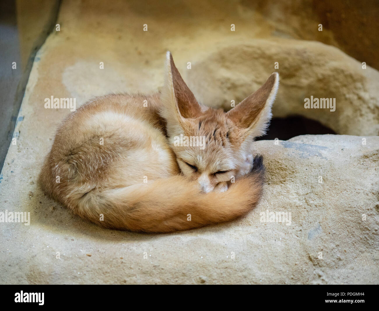 Straight view of a fennec fox vulpes zerda curled up in a zoo exhibit  Stock Photo