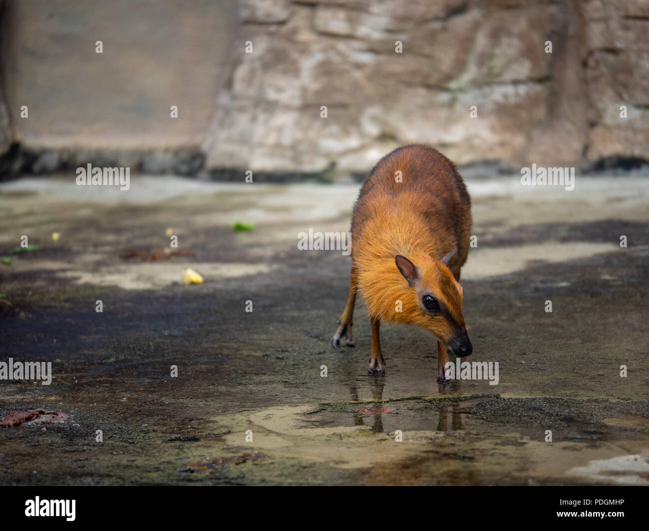 Deer Eyes High Resolution Stock Photography And Images Alamy Deer Eyes High Resolution Stock Photography And Images Alamy