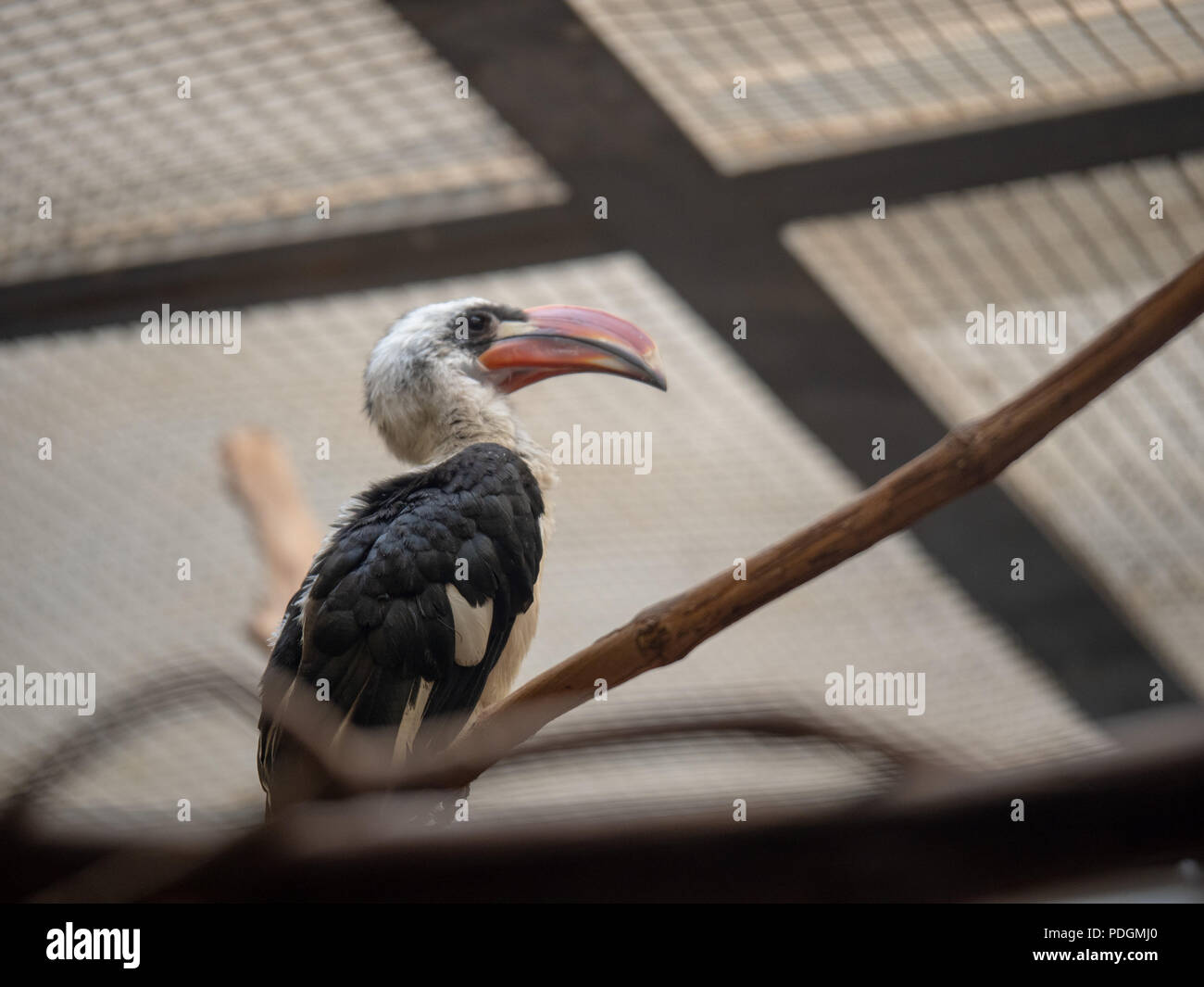 Von der Decken s hornbill tockus deckeni sits inside of a cage at a zoo exhibit  Stock Photo