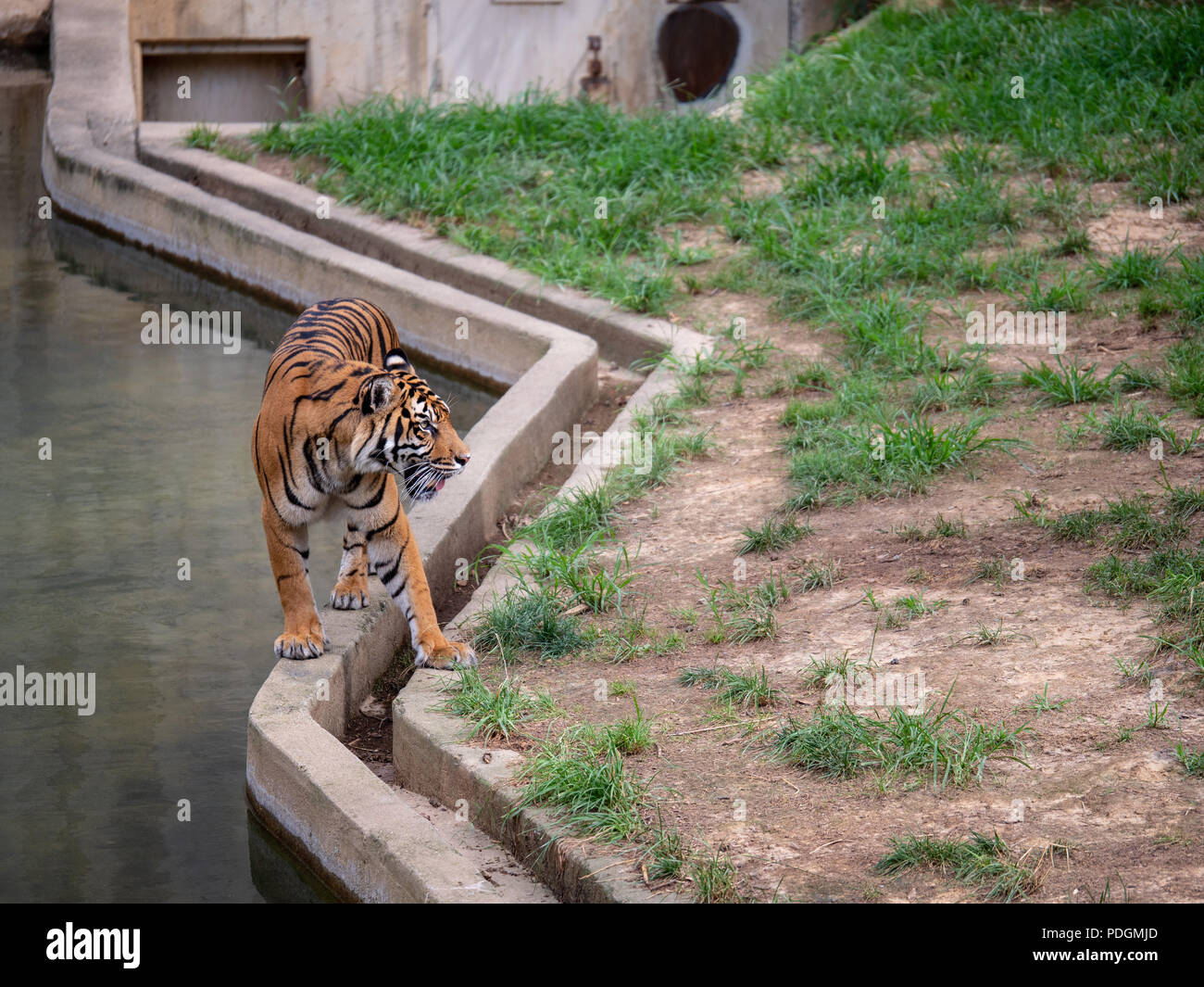 Sumatran tiger Panthera tigris sondaica walks along concrete barrier at a zoo enclosure  Stock Photo