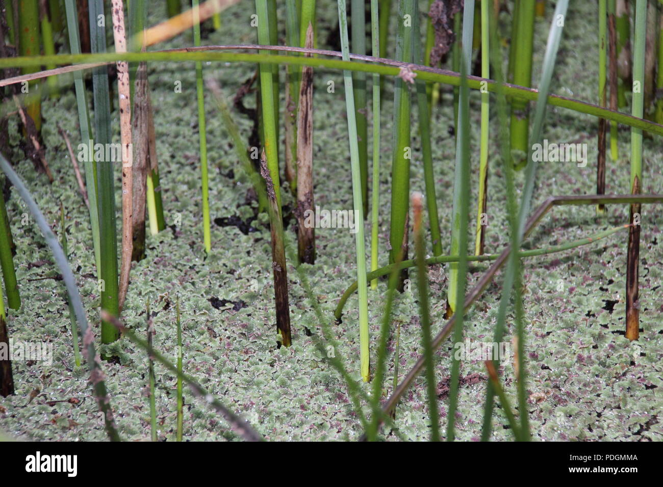 Green Algae surrounding stalks of Tall Spike-Rush (Eleocharis Sphacelata) Stock Photo
