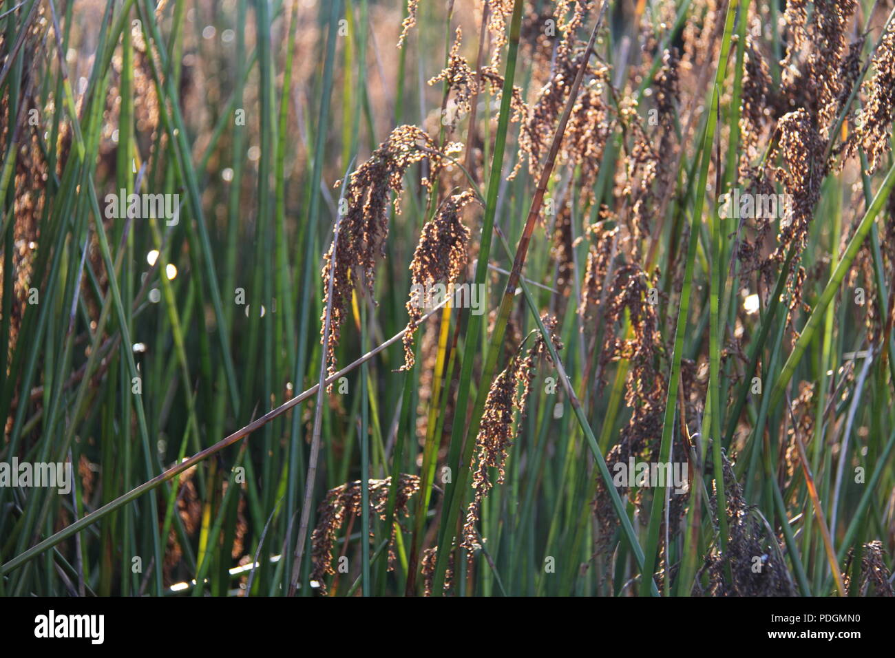 Jointed Twig Rush (Baumea Articulata) Among Common Spike Rush Along Shoreline Stock Photo
