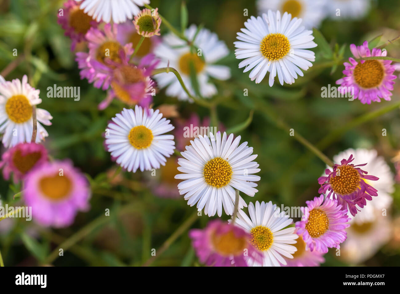 Santa Barbara daisies (Erigeron karvinskianus), San Francisco, California, United States. Stock Photo
