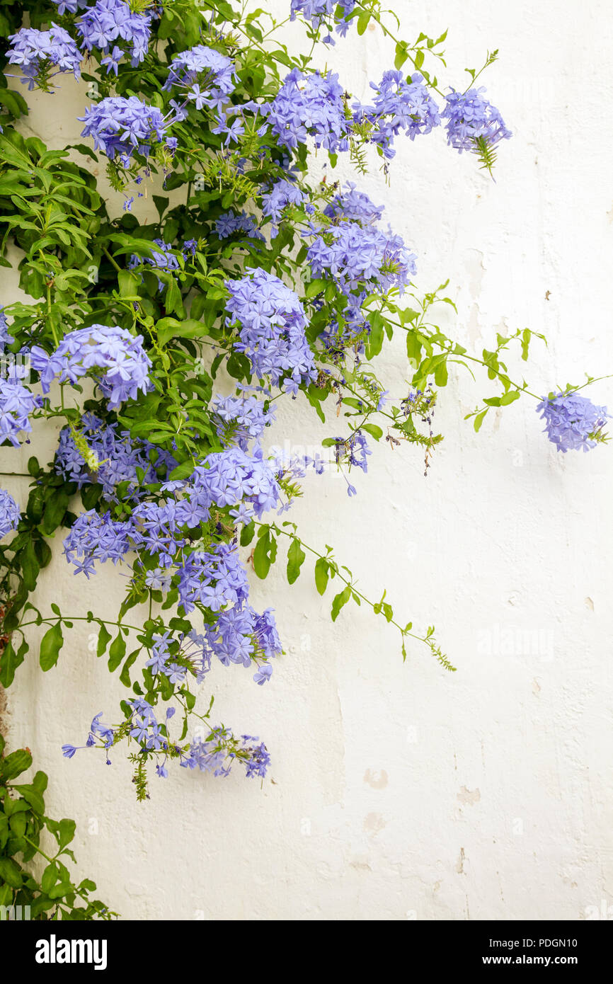 Cape Plumbago Plant Against Wall Stock Photo
