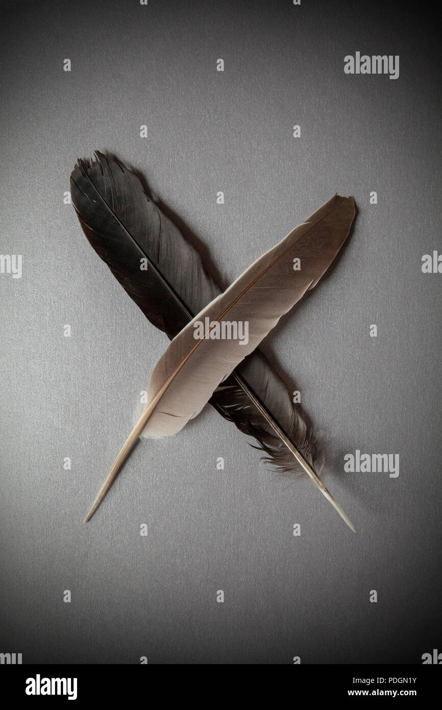 Crossed Feathers High Resolution Stock Photography and Images Alamy