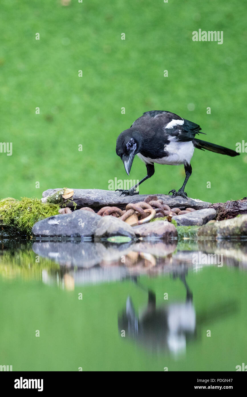 Magpie foraging in a mid Wales woodlands in summer Stock Photo