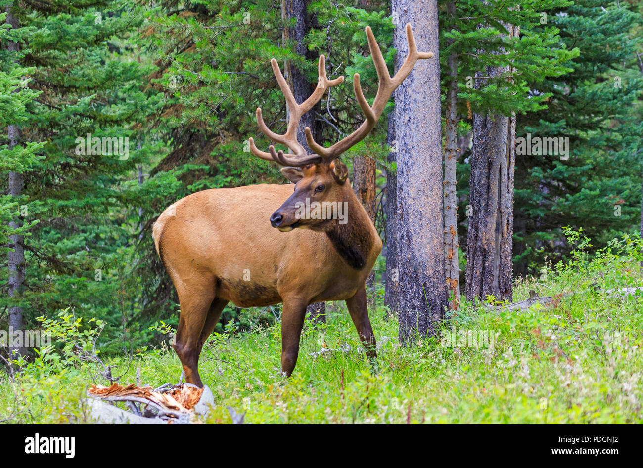 A large Bull Elk ((Cervus canadensis nelsoni) pauses for a photo in the Signal Mountain area of Grand Teton National Park, Wyoming, USA. Stock Photo