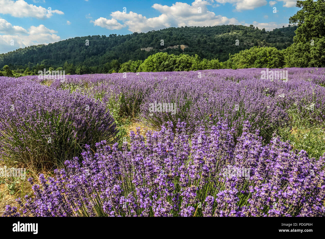 Champ de lavande Aix-en-Provence, France 2018 (Products for the ...