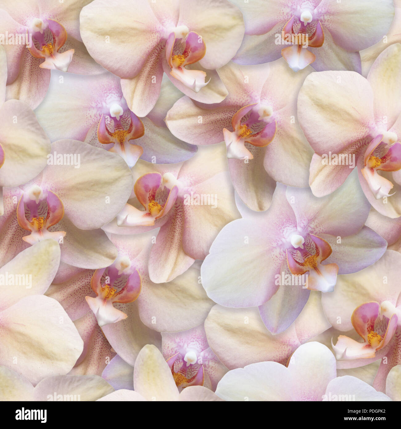 Orchids Pattern Seamless Flower Background Pearl Color Stock Photo