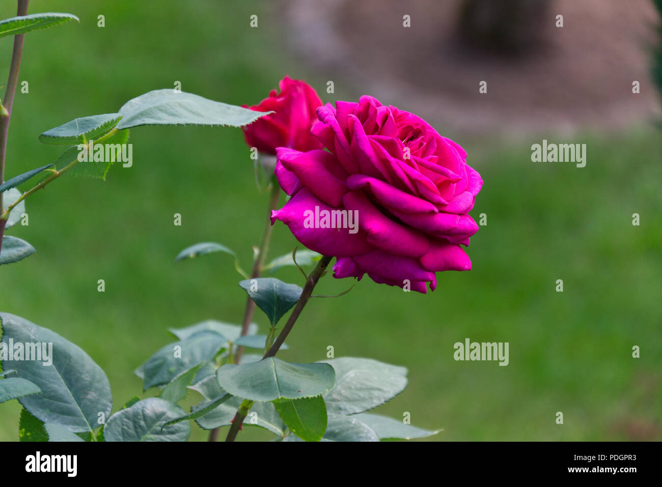 Blooming pink rose blossom - Garden flowers in the summer Stock Photo ...