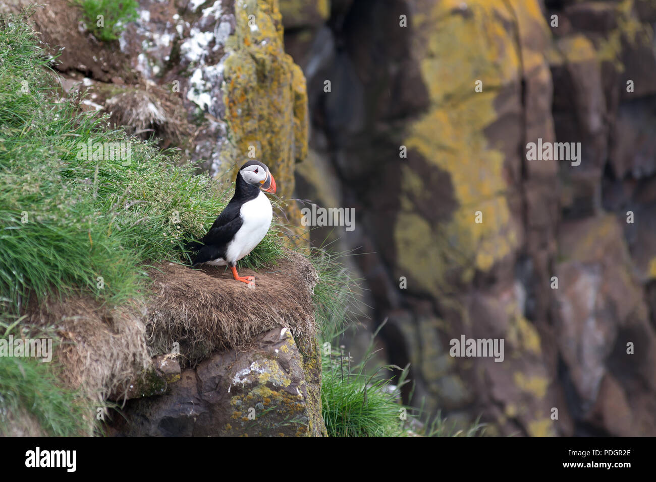 Atlantic Puffin, Fratercula artica in Borgarfjordur, Iceland Stock Photo