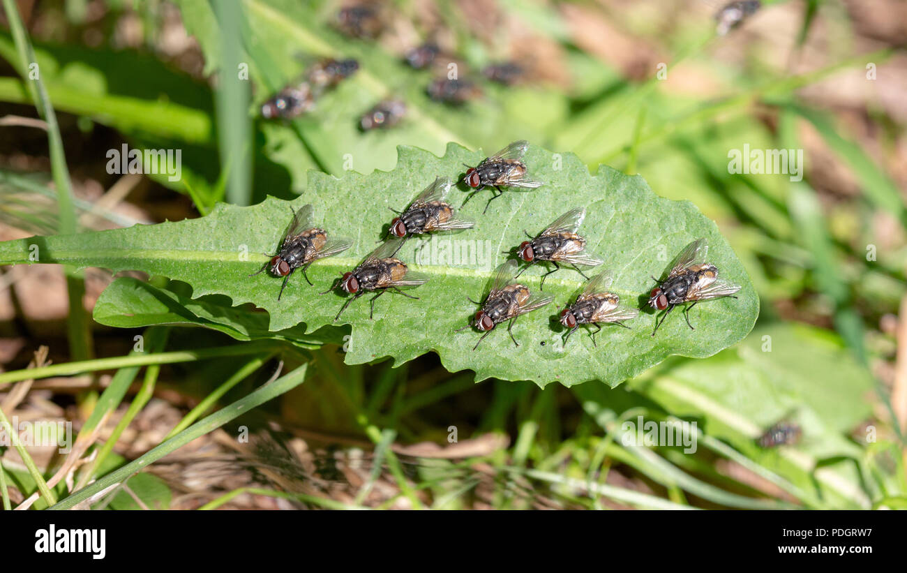 A group of common House Flies Diptera sunbathing on a leaf Stock