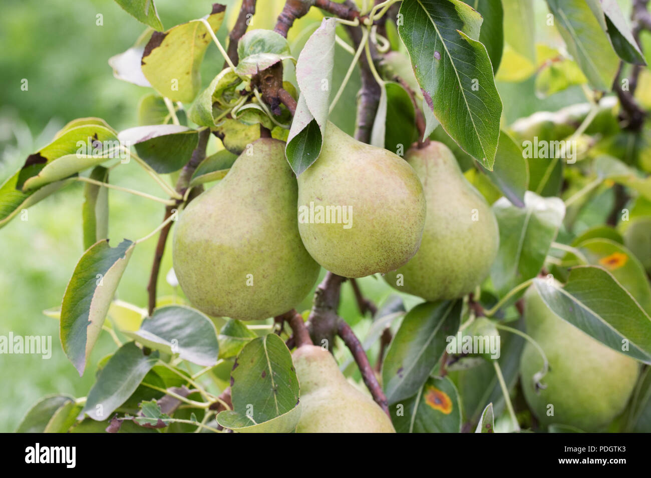 Pyrus communis 'Williams' Bon Chrétien’. Pear fruits. Stock Photo