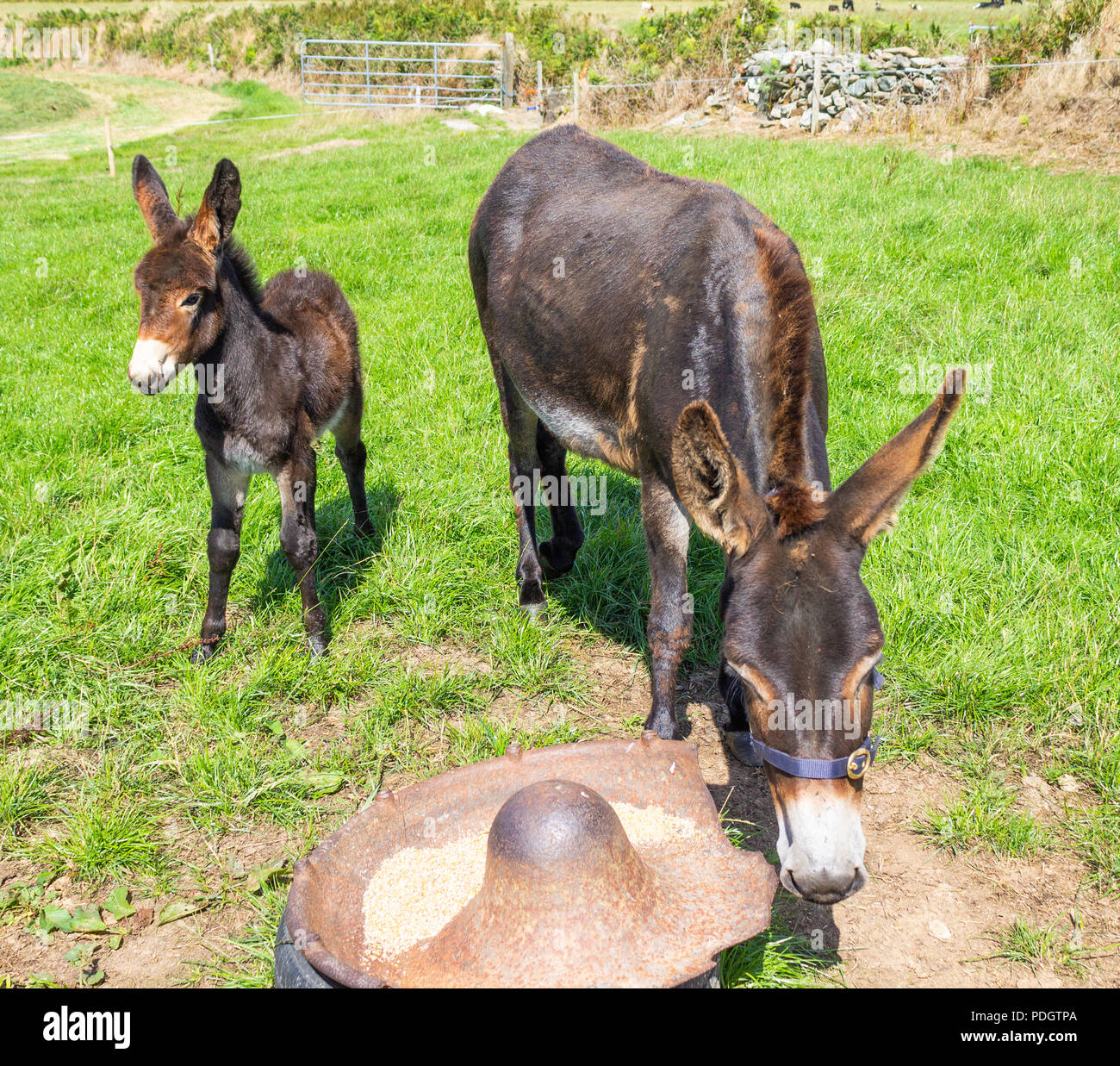 equus-asinus-donkey-mare-and-foal-stock-photo-alamy